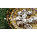 Getrocknete weiße Blume Shiitake Pilz Preise